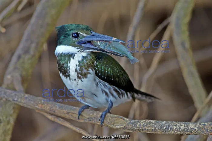 : 80190298 Amazon Kingfisher - with fish prey Pantanal : 80190298 Amazon Kingfisher - with fish prey Pantanal