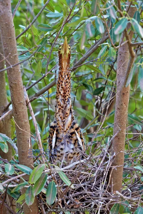  : 80190299 Rufescent Tiger Heron - young at nest Pantanal