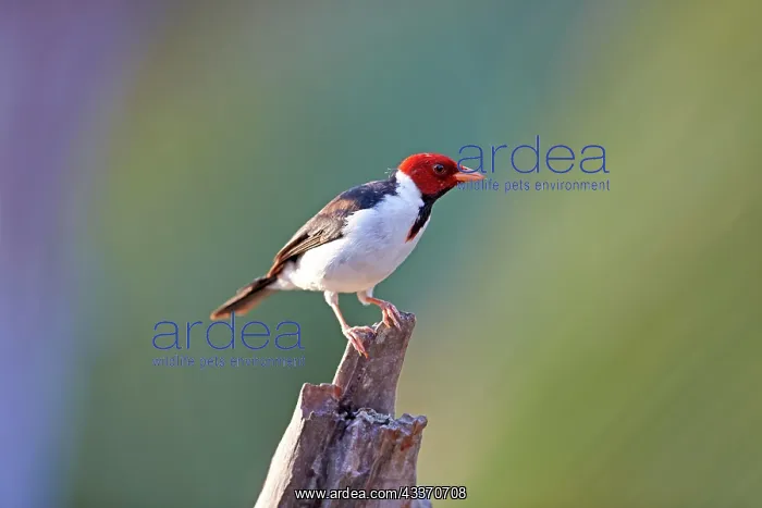 : 80190300 Red-capped Cardinal Pantanal area, Mato : 80190300 Red-capped Cardinal Pantanal area, Mato