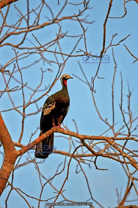 : 80190301 Red-throated Piping-Guan Pantanal area : 80190301 Red-throated Piping-Guan Pantanal area