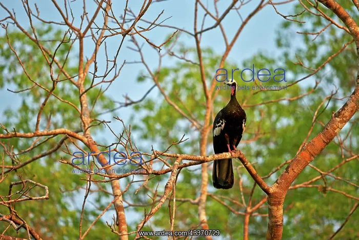 : 80190302 Red-throated Piping-Guan Pantanal area : 80190302 Red-throated Piping-Guan Pantanal area