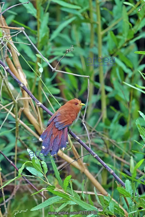 : 80190303 Little Cuckoo Pantanal area, Mato Grosso : 80190303 Little Cuckoo Pantanal area, Mato Grosso