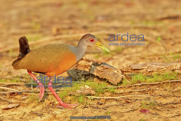: 80190304 Grey-necked Wood-rail - adult Pantanal : 80190304 Grey-necked Wood-rail - adult Pantanal