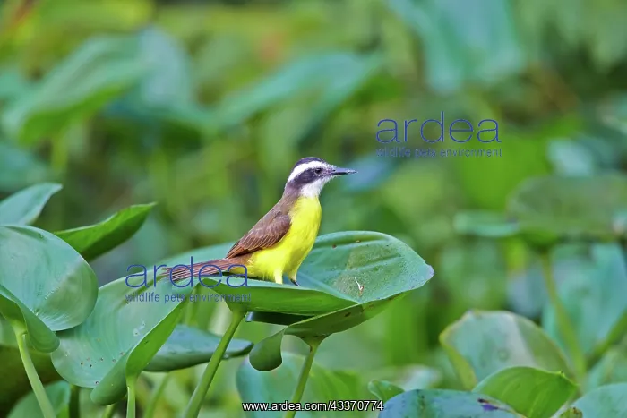 : 80190305 Lesser Kiskadee - adult Pantanal area : 80190305 Lesser Kiskadee - adult Pantanal area