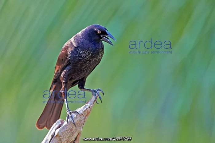 : 80190306 Giant Cowbird - adult Pantanal area, Mato : 80190306 Giant Cowbird - adult Pantanal area, Mato