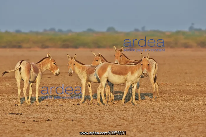 : 80190311 Indian Wild Asses Wild Ass Sanctuary, Little : 80190311 Indian Wild Asses Wild Ass Sanctuary, Little