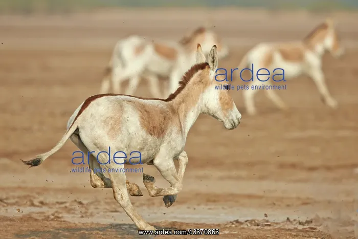 : 80190314 Indian Wild Asses Wild Ass Sanctuary, Little : 80190314 Indian Wild Asses Wild Ass Sanctuary, Little