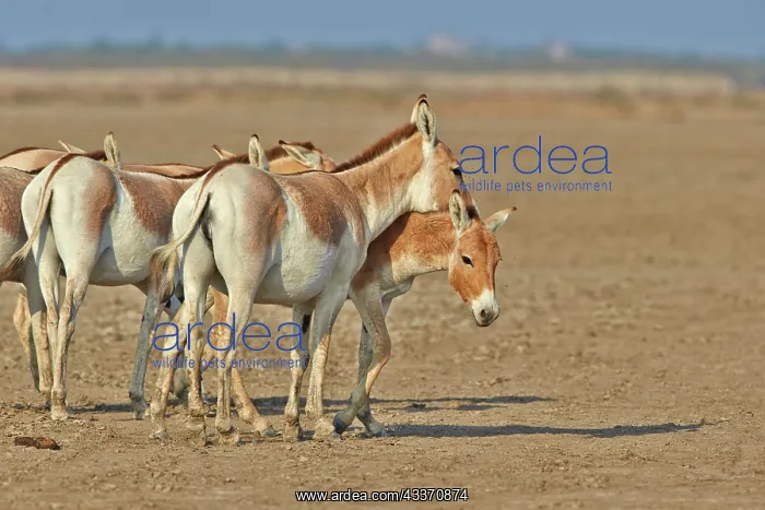 : 80190315 Indian Wild Asses Wild Ass Sanctuary, Little : 80190315 Indian Wild Asses Wild Ass Sanctuary, Little