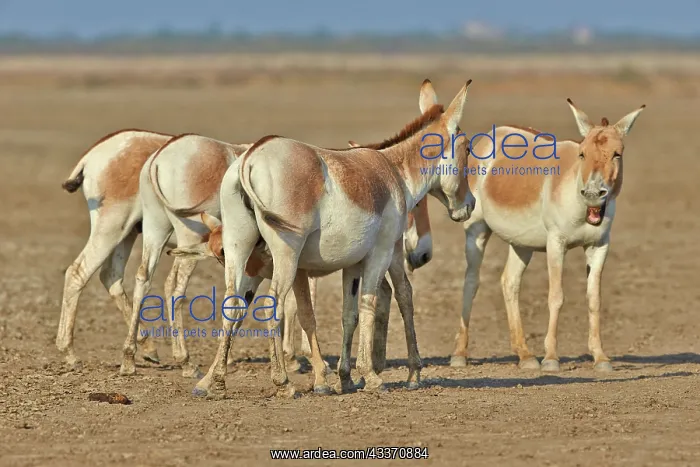  : 80190316 Indian Wild Asses Wild Ass Sanctuary, Little
