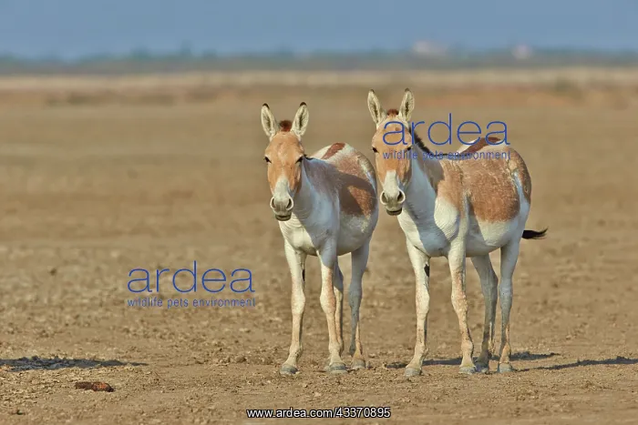 : 80190317 Indian Wild Asses Wild Ass Sanctuary, Little : 80190317 Indian Wild Asses Wild Ass Sanctuary, Little