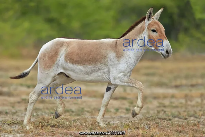 : 80190318 Indian Wild Asses Wild Ass Sanctuary, Little : 80190318 Indian Wild Asses Wild Ass Sanctuary, Little