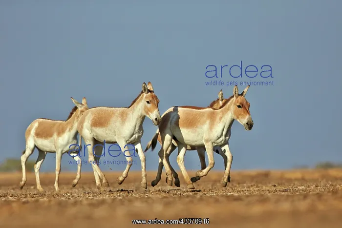 : 80190319 Indian Wild Asses Wild Ass Sanctuary, Little : 80190319 Indian Wild Asses Wild Ass Sanctuary, Little