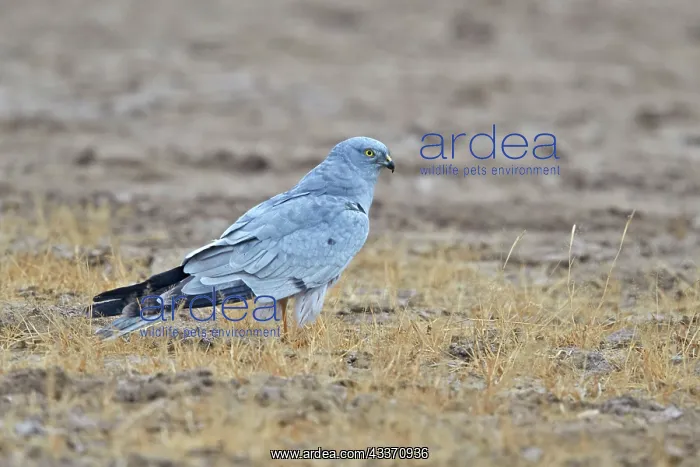: 80190321 Montagu's Harrier - on the ground Wild : 80190321 Montagu's Harrier - on the ground Wild