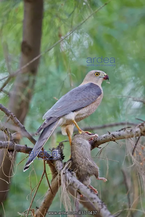 : 80190325 Shikra - with prey Wild Ass Sanctuary : 80190325 Shikra - with prey Wild Ass Sanctuary