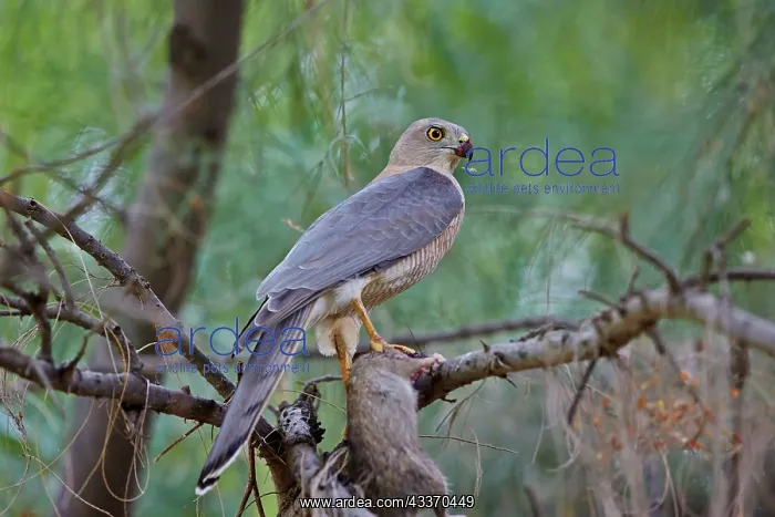 : 80190326 Shikra - with prey Wild Ass Sanctuary : 80190326 Shikra - with prey Wild Ass Sanctuary