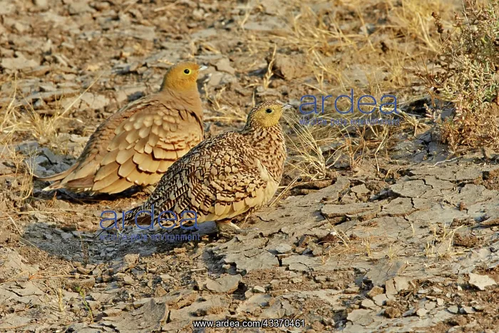 : 80190327 Black-bellied Sandgrouse - pair on ground : 80190327 Black-bellied Sandgrouse - pair on ground