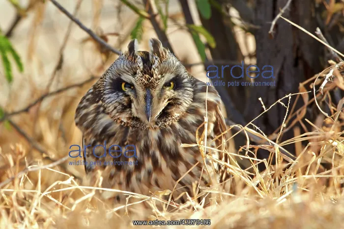 : 80190329 Short-eared Owl - on ground Wild Ass Sanctuary : 80190329 Short-eared Owl - on ground Wild Ass Sanctuary