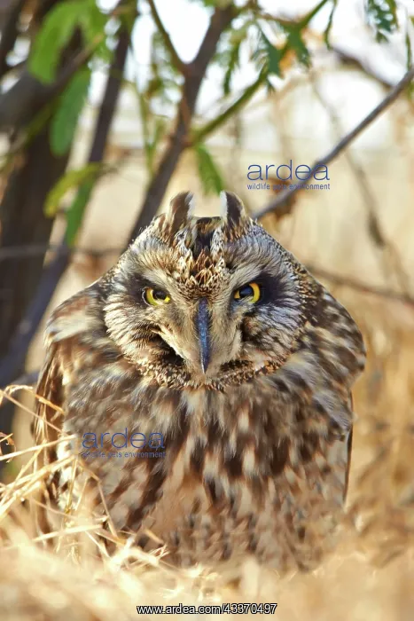 : 80190330 Short-eared Owl - on ground Wild Ass Sanctuary : 80190330 Short-eared Owl - on ground Wild Ass Sanctuary