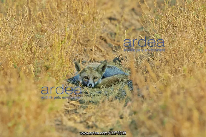 : 80190331 Desert Fox / White-footed Fox - resting : 80190331 Desert Fox / White-footed Fox - resting