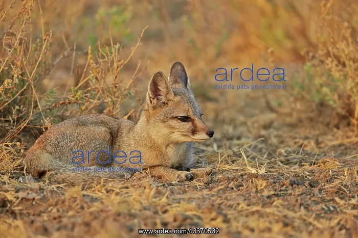 : 80190333 Indian / Bengal Fox Wild Ass Sanctuary : 80190333 Indian / Bengal Fox Wild Ass Sanctuary