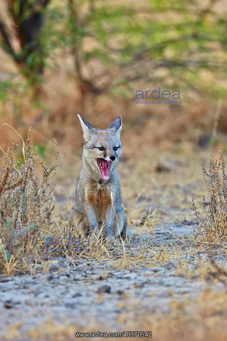 : 80190334 Indian / Bengal Fox Wild Ass Sanctuary : 80190334 Indian / Bengal Fox Wild Ass Sanctuary