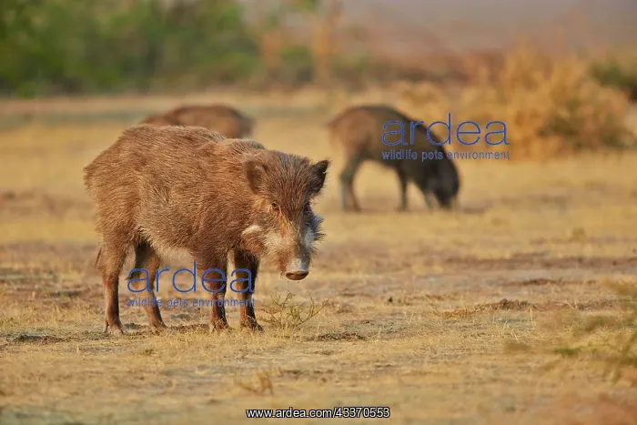 : 80190335 Wild Boar / Wild Pig Wild Ass Sanctuary : 80190335 Wild Boar / Wild Pig Wild Ass Sanctuary