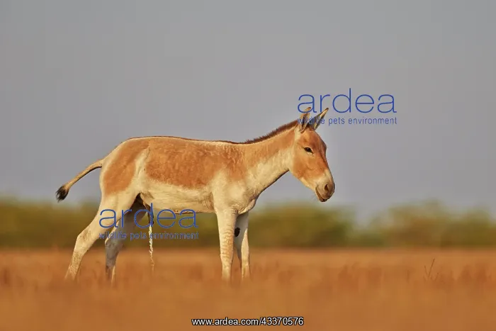 : 80190337 Indian Wild Asses Wild Ass Sanctuary, Little : 80190337 Indian Wild Asses Wild Ass Sanctuary, Little
