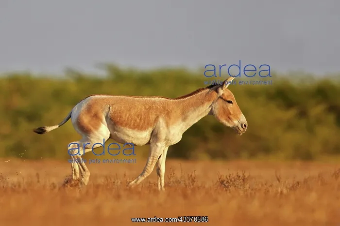 : 80190338 Indian Wild Asses Wild Ass Sanctuary, Little : 80190338 Indian Wild Asses Wild Ass Sanctuary, Little
