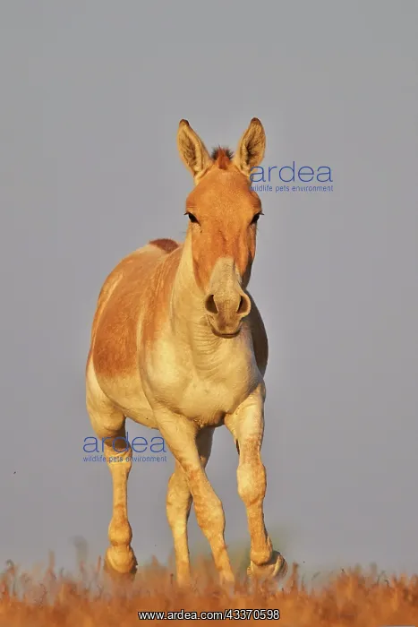 : 80190339 Indian Wild Asses Wild Ass Sanctuary, Little : 80190339 Indian Wild Asses Wild Ass Sanctuary, Little