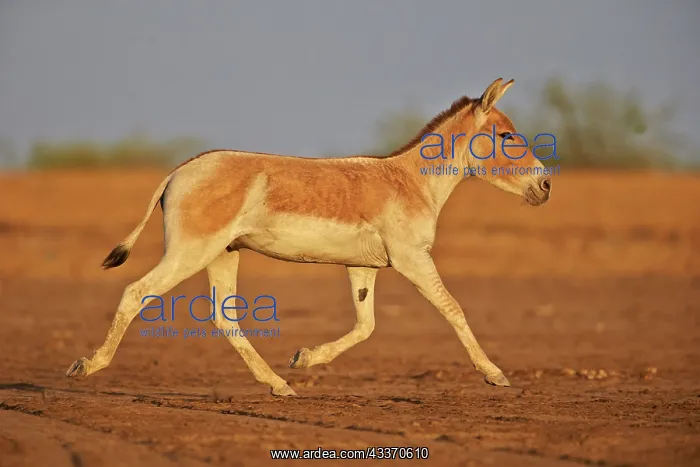 : 80190340 Indian Wild Asses Wild Ass Sanctuary, Little : 80190340 Indian Wild Asses Wild Ass Sanctuary, Little