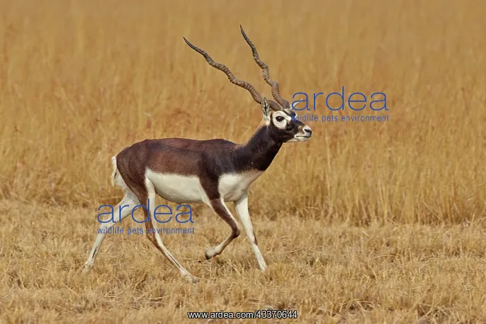 : 80190343 Blackbuck - male Blackbuck National Park : 80190343 Blackbuck - male Blackbuck National Park
