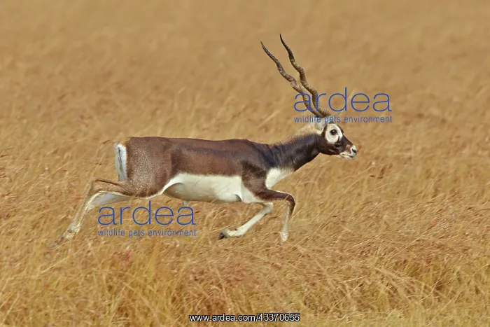: 80190344 Blackbuck - male Blackbuck National Park : 80190344 Blackbuck - male Blackbuck National Park
