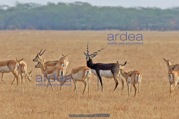 : 80190345 Blackbuck - male and female Blackbuck National : 80190345 Blackbuck - male and female Blackbuck National