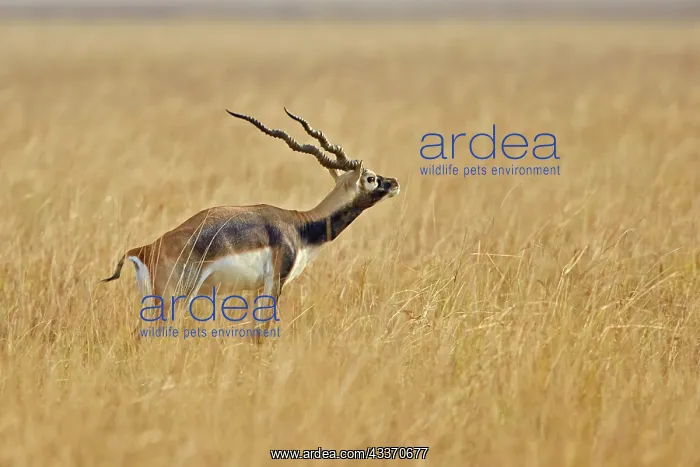 : 80190346 Blackbuck - male Blackbuck National Park : 80190346 Blackbuck - male Blackbuck National Park