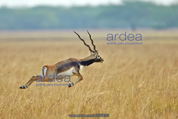 : 80190347 Blackbuck - male Blackbuck National Park : 80190347 Blackbuck - male Blackbuck National Park