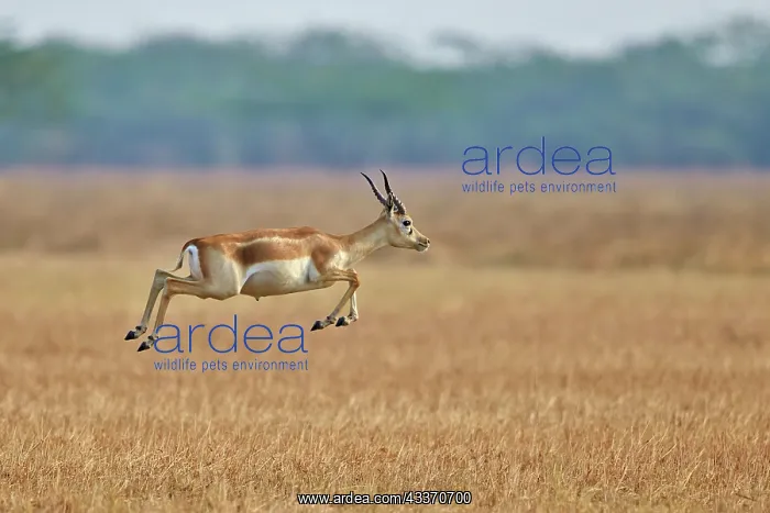: 80190348 Blackbuck - male Blackbuck National Park : 80190348 Blackbuck - male Blackbuck National Park