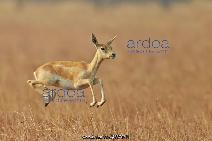 : 80190349 Blackbuck - female Blackbuck National Park : 80190349 Blackbuck - female Blackbuck National Park