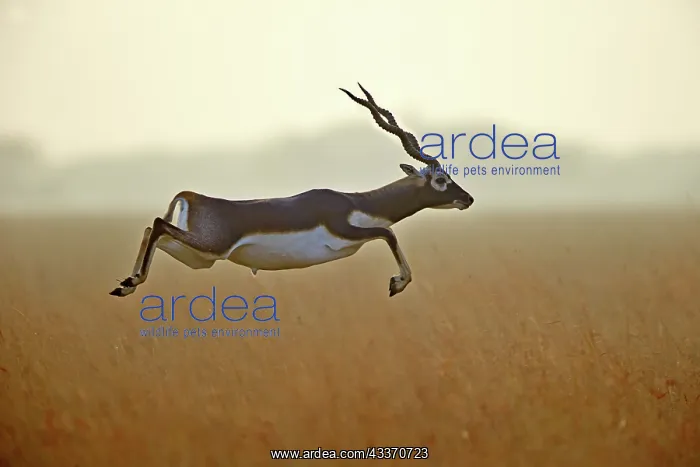 : 80190350 Blackbuck - male Blackbuck National Park : 80190350 Blackbuck - male Blackbuck National Park