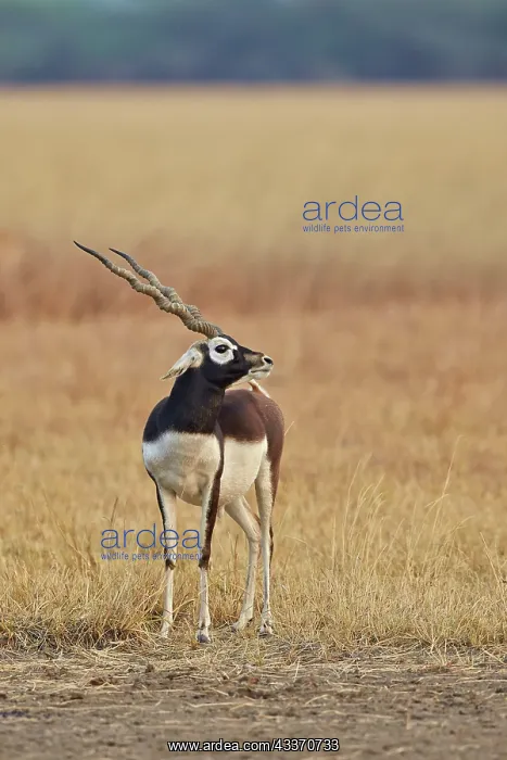 : 80190351 Blackbuck - male Blackbuck National Park : 80190351 Blackbuck - male Blackbuck National Park