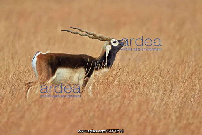 : 80190352 Blackbuck - male smelling female odours : 80190352 Blackbuck - male smelling female odours