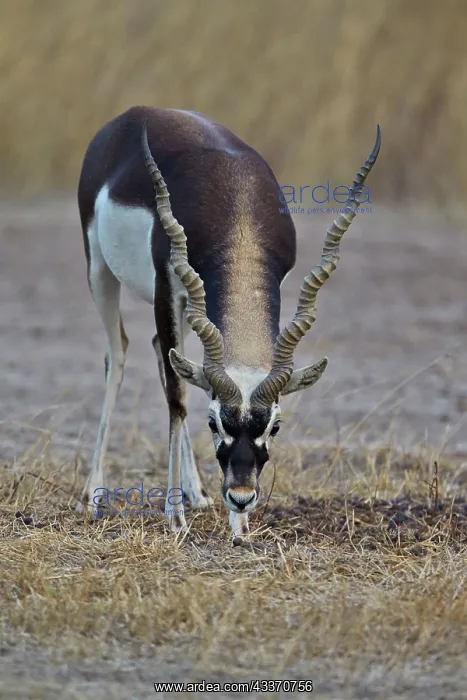 : 80190353 Blackbuck - male Blackbuck National Park : 80190353 Blackbuck - male Blackbuck National Park
