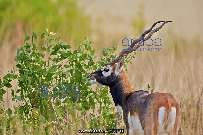 : 80190354 Blackbuck - male Blackbuck National Park : 80190354 Blackbuck - male Blackbuck National Park