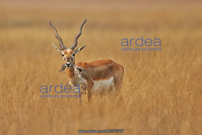 : 80190355 Blackbuck - male Blackbuck National Park : 80190355 Blackbuck - male Blackbuck National Park