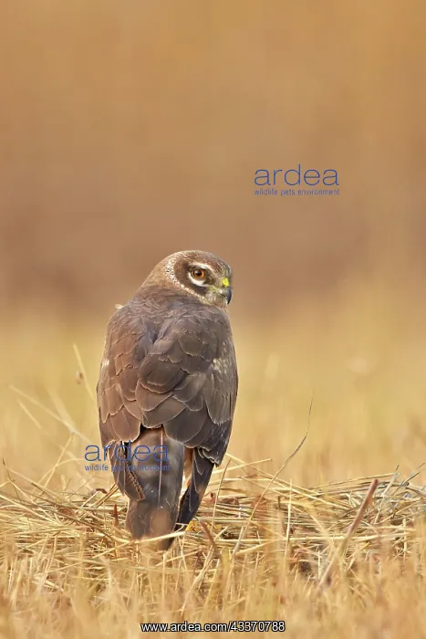  : 80190356 Montagu's Harrier - young female on the