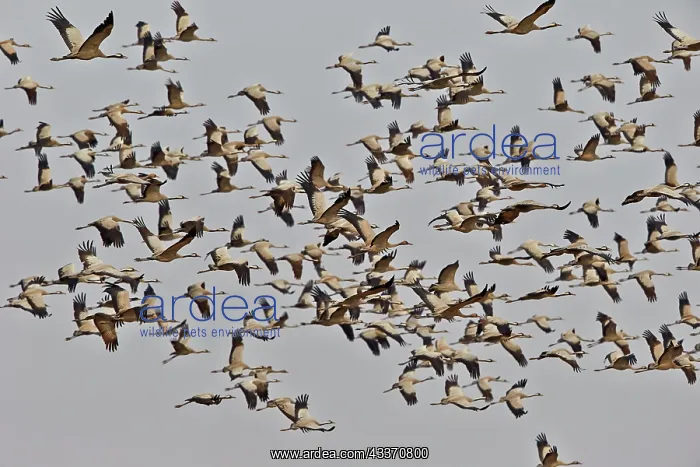  : 80190357 Common Crane - flock in flight Blackbuck