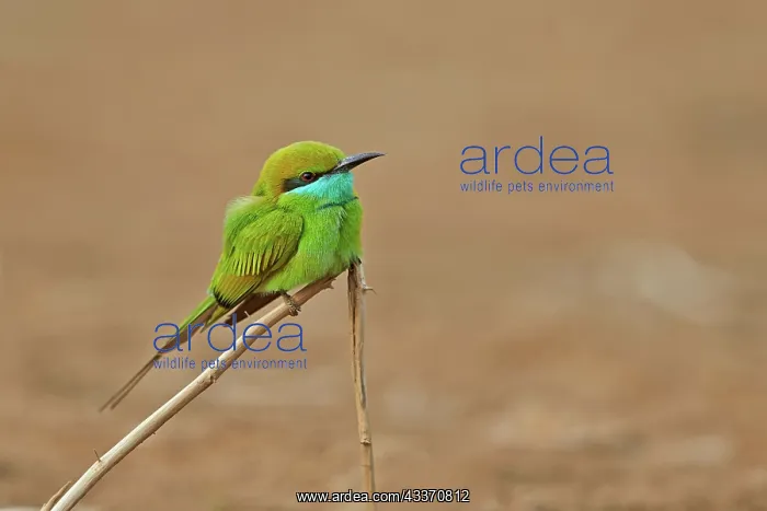 : 80190358 Green Bee-eater / Little Green Bee Eater : 80190358 Green Bee-eater / Little Green Bee Eater