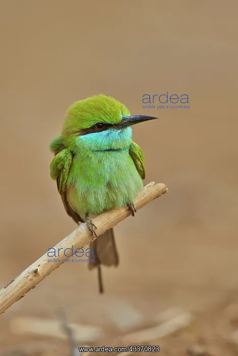 : 80190359 Green Bee-eater / Little Green Bee Eater : 80190359 Green Bee-eater / Little Green Bee Eater