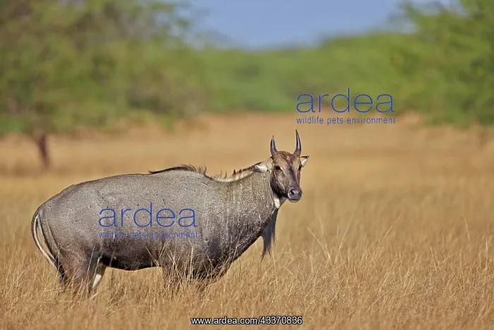 : 80190360 Nilgai / Indian Bull / Blue Antelope - : 80190360 Nilgai / Indian Bull / Blue Antelope -
