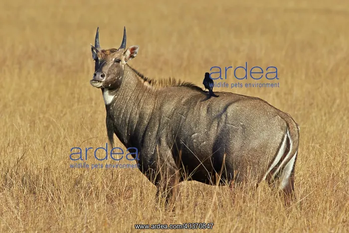 : 80190361 Nilgai / Indian Bull / Blue Antelope - : 80190361 Nilgai / Indian Bull / Blue Antelope -