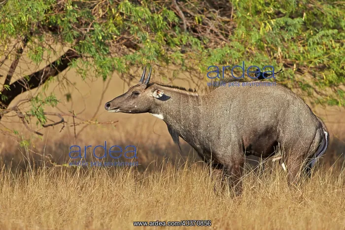: 80190362 Nilgai / Indian Bull / Blue Antelope - : 80190362 Nilgai / Indian Bull / Blue Antelope -